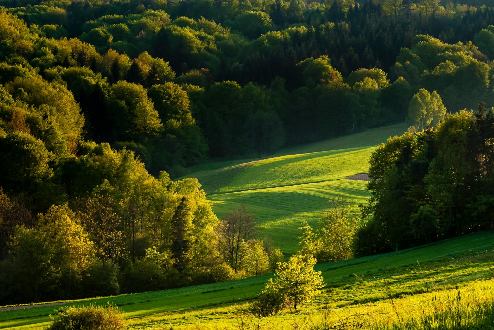 Üppig grüne Landschaft mit sonnenbeschienenen Feldern und dichtem Wald im Hintergrund, perfekt für Naturliebhaber.