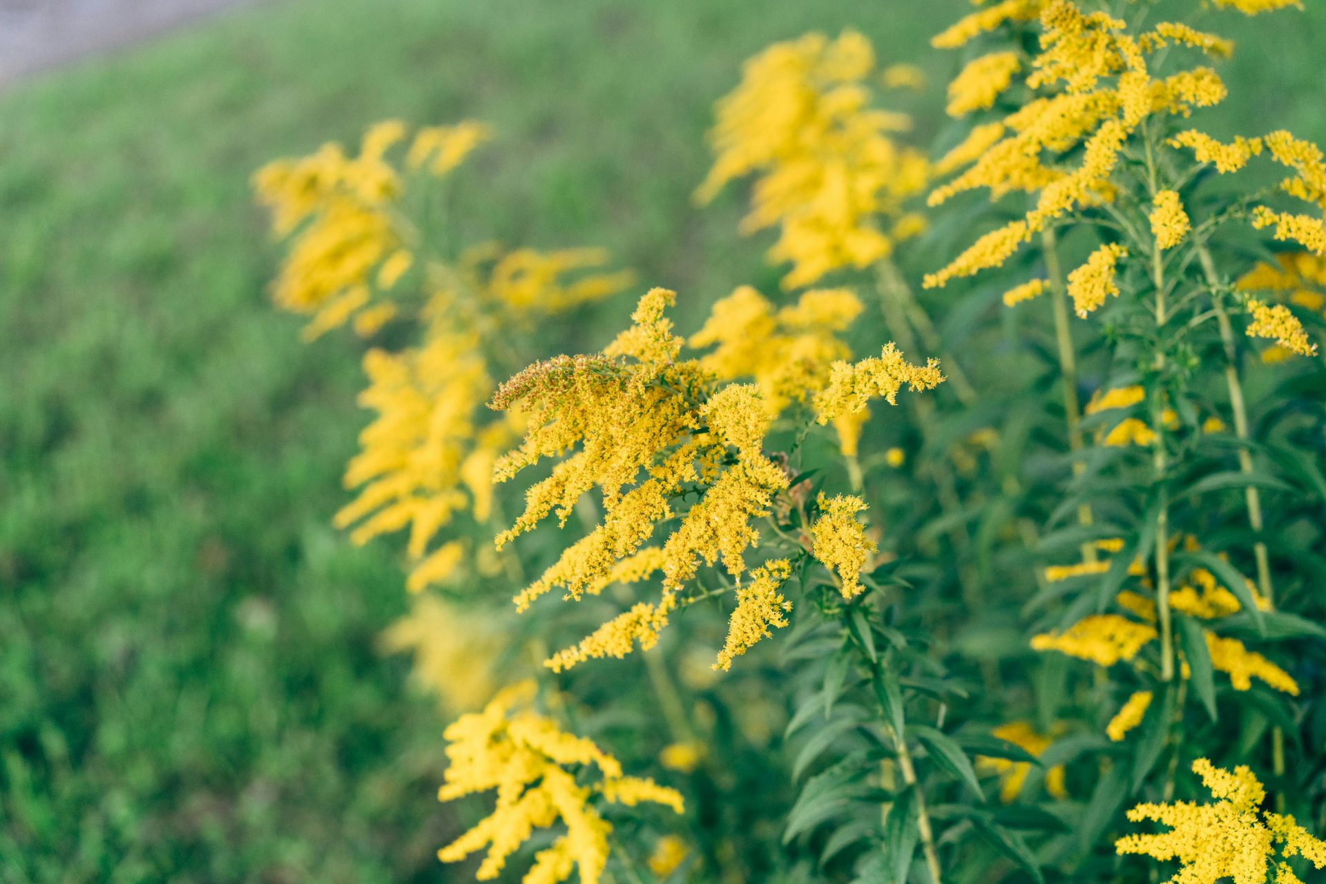 Leuchtend gelbe Goldrutenblüten in einem saftig grünen Feld verschönern das sommerliche Landschaftsbild.