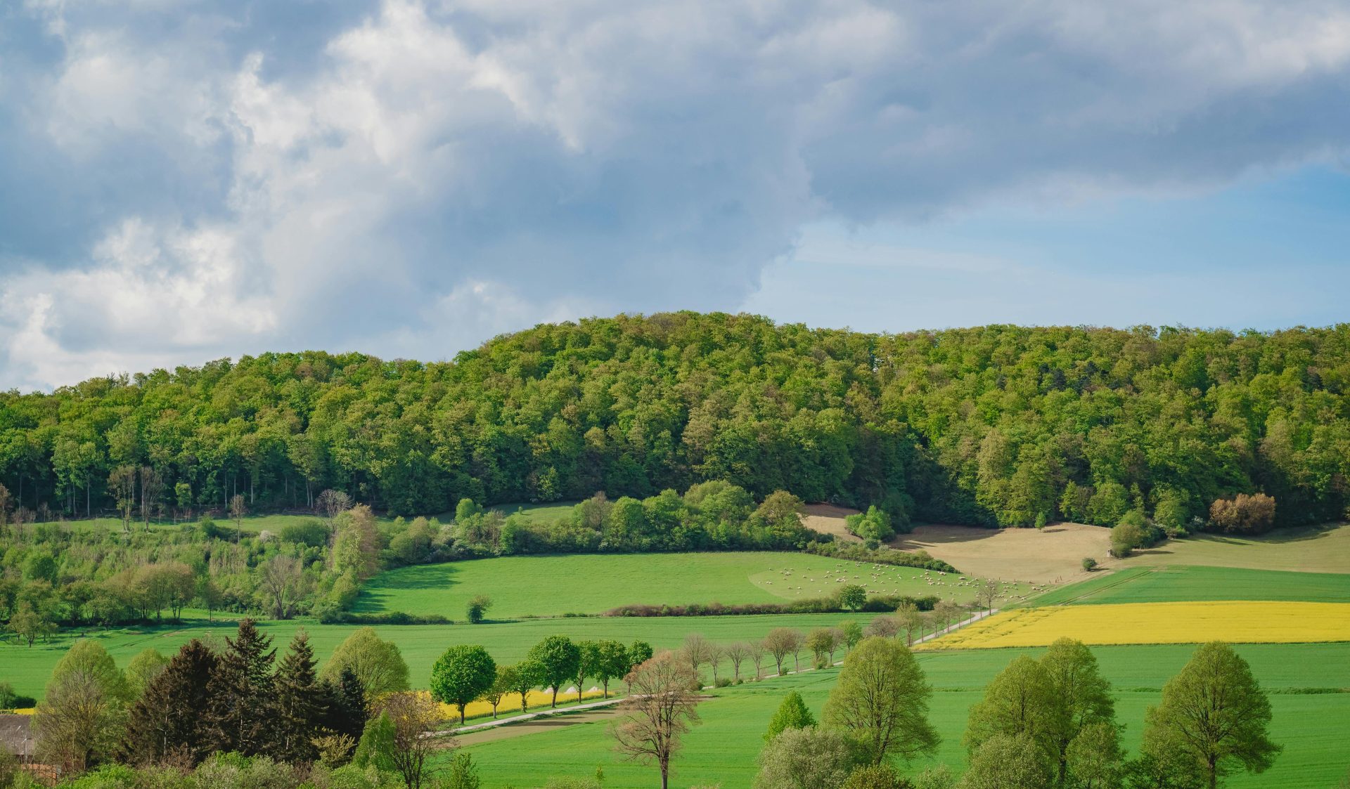 Idyllische Frühlingslandschaft mit sanften Hügeln und grünen Feldern in Niedersachsen, Deutschland.