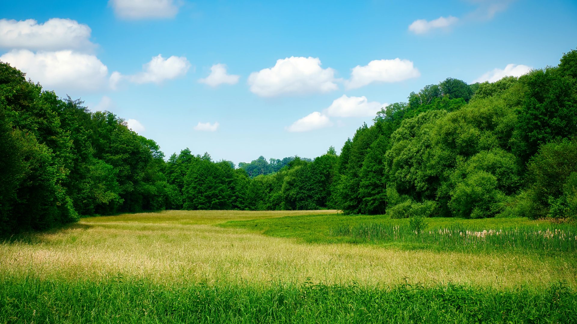 Friedliche, grasbewachsene Wiese, umgeben von dichtem, grünem Wald unter strahlend blauem Himmel in Pforzheim, Deutschland.