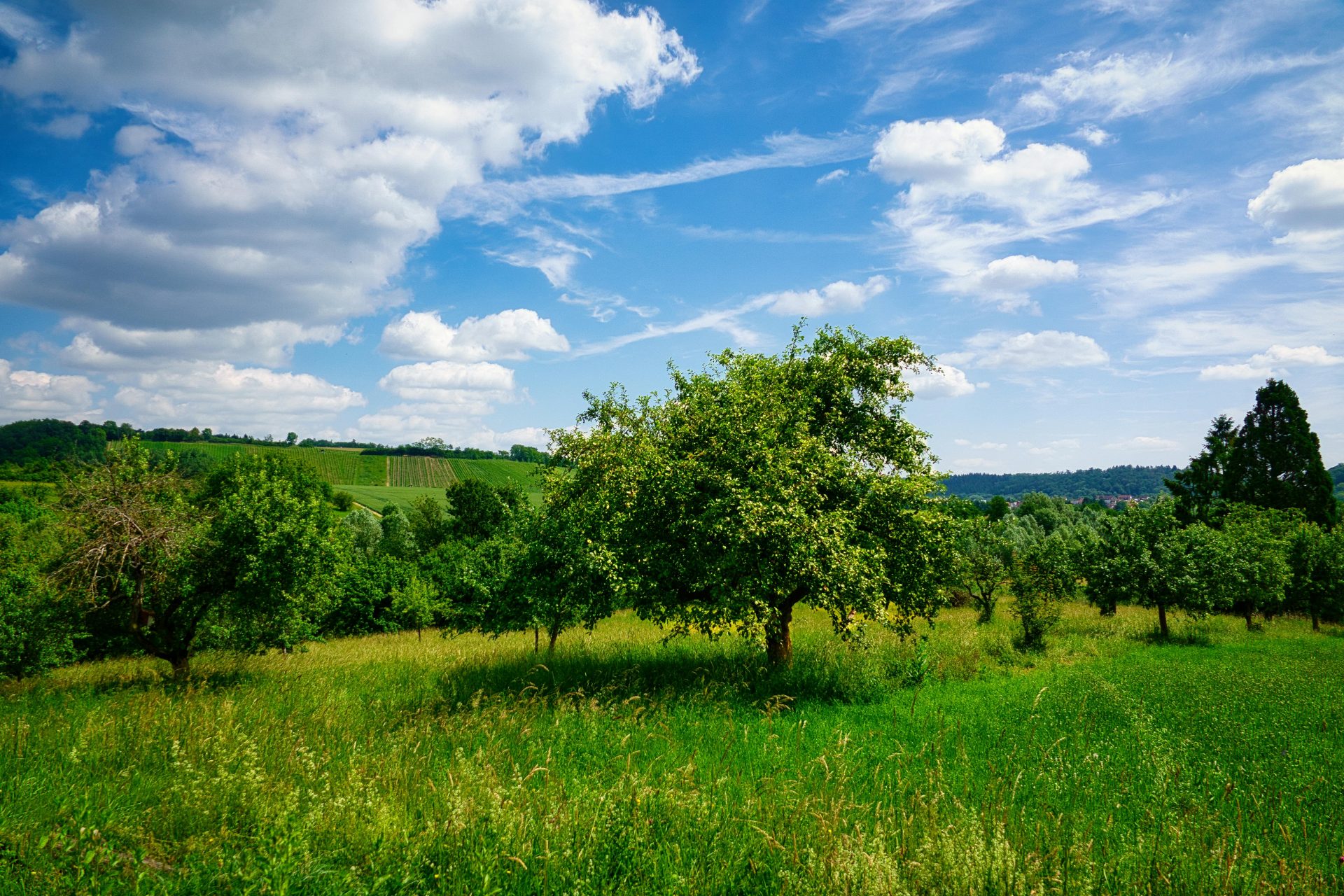 Idyllischer Blick auf einen grünen Obstgarten unter strahlend blauem Himmel in Pforzheim, Deutschland, der die natürliche Schönheit der Landschaft unterstreicht.