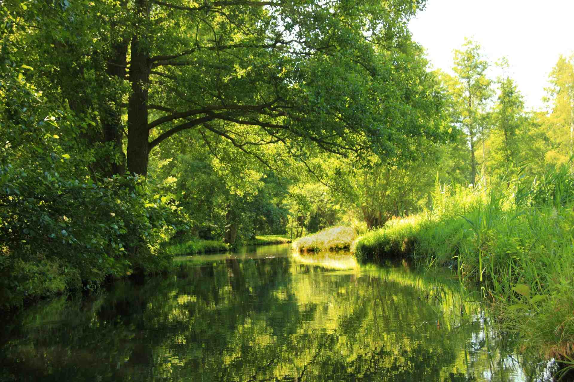 Idyllischer Blick auf einen ruhigen Fluss unter üppigem Grün in Lübben, Spreewald, perfekt für Naturliebhaber.