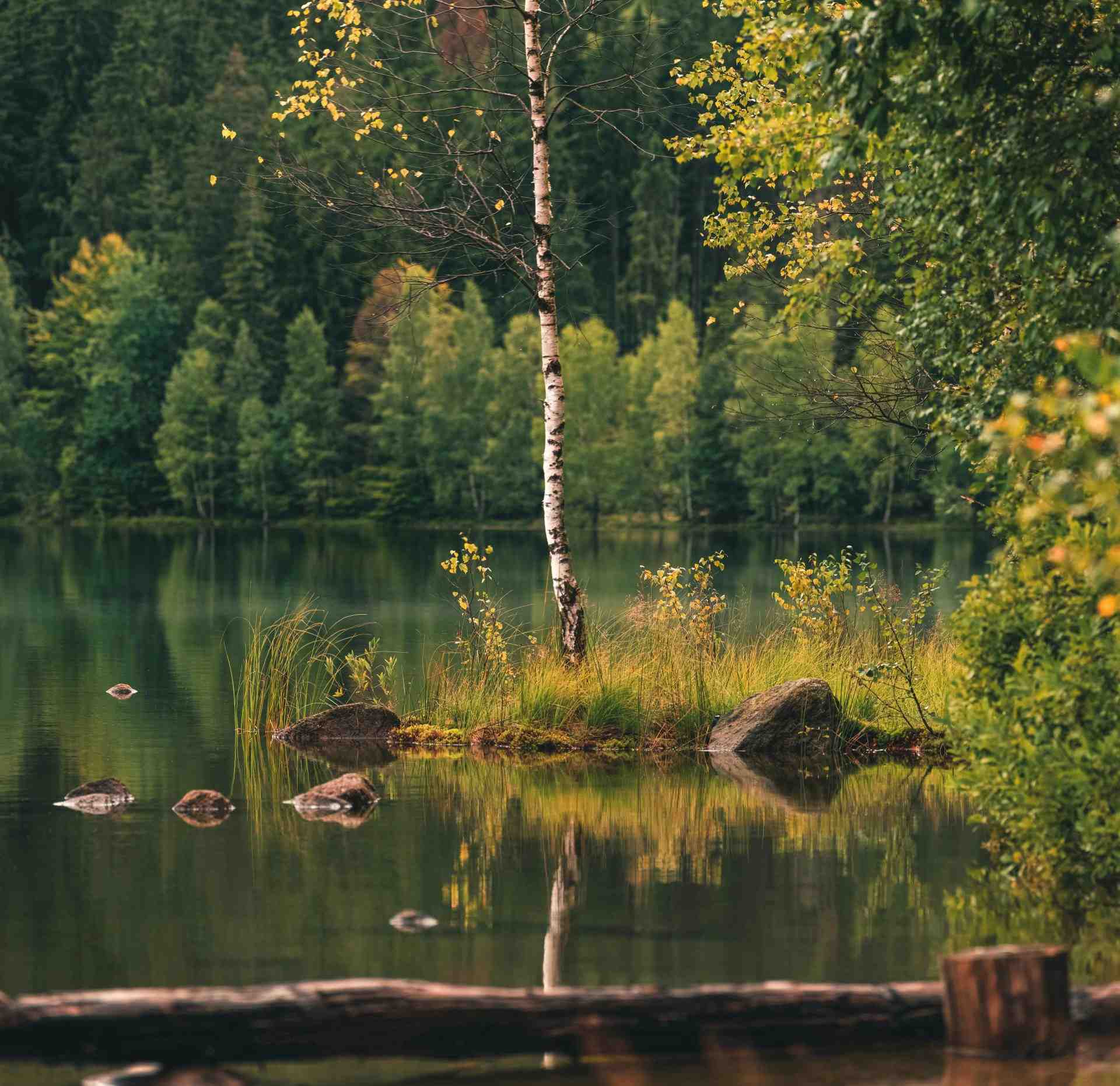 Friedliche Herbstszene: Eine Birke spiegelt sich im stillen Wasser inmitten eines üppigen Waldes.