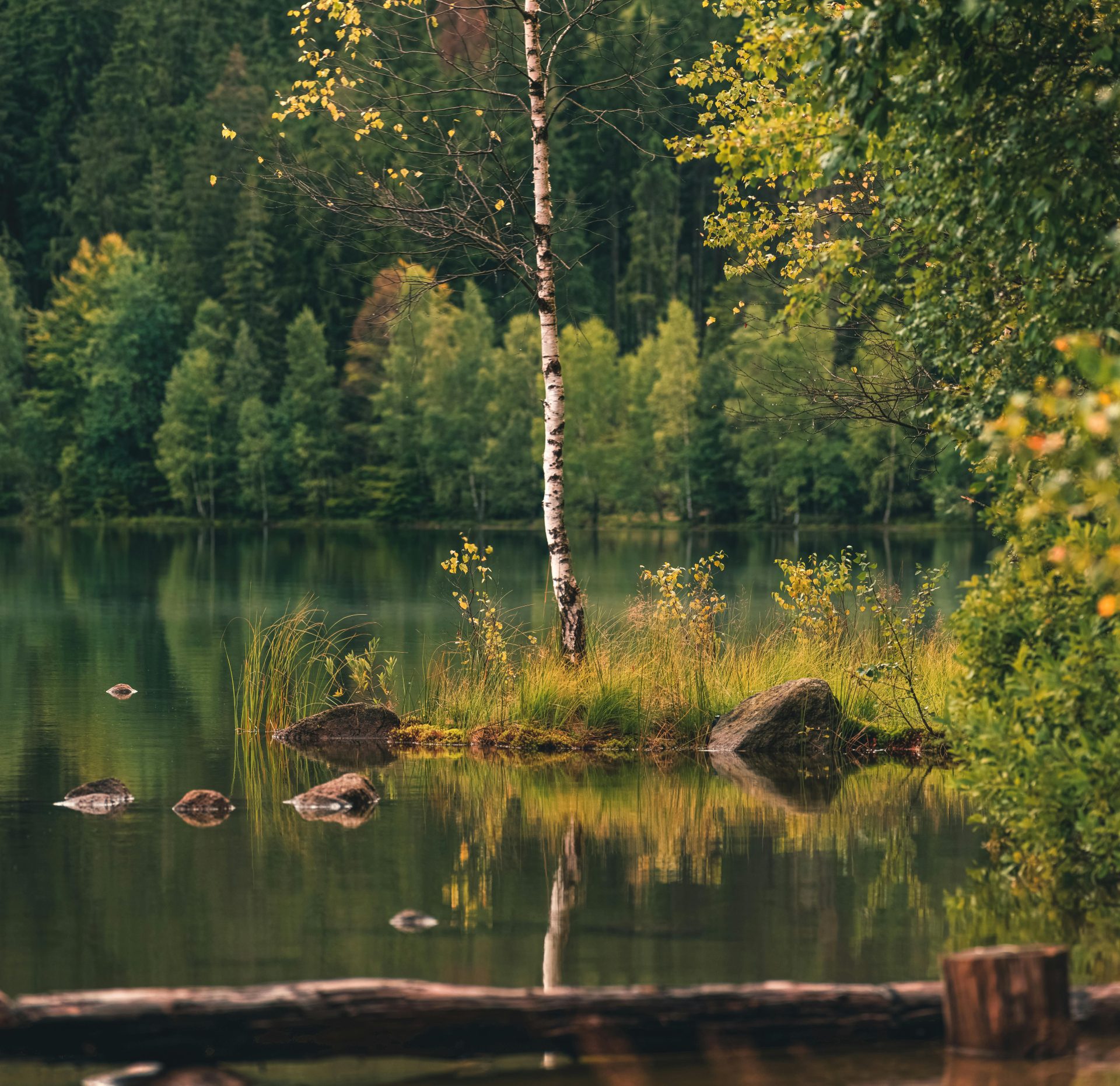 Friedliche Herbstszene: Eine Birke spiegelt sich im stillen Wasser inmitten eines üppigen Waldes.
